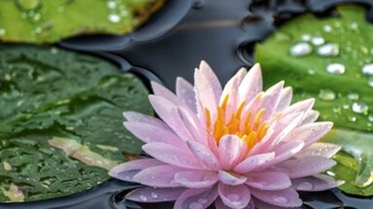 water-lily-at-dawn-2023-11-27-04-50-00-utc